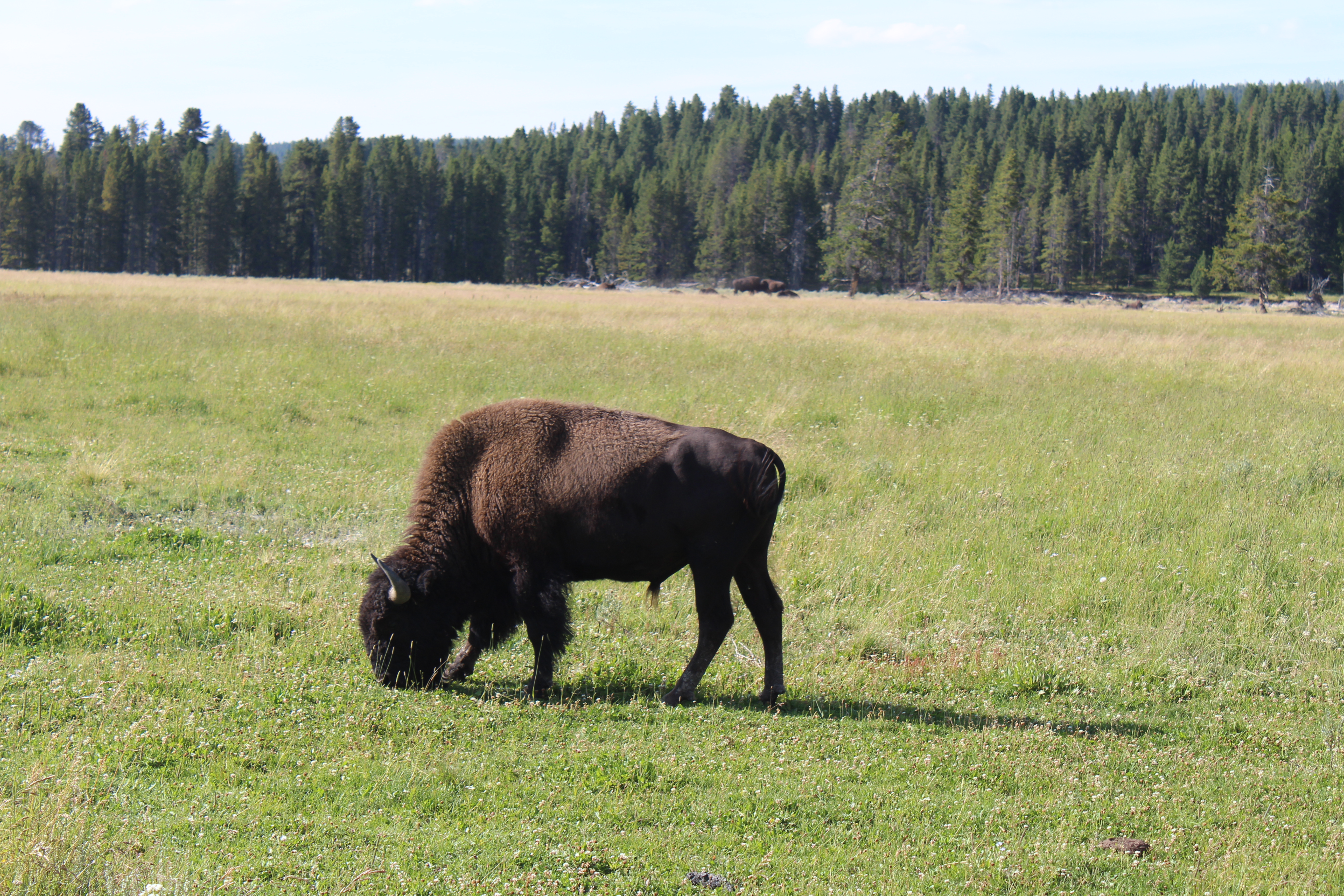 yellowstone national park itinerary